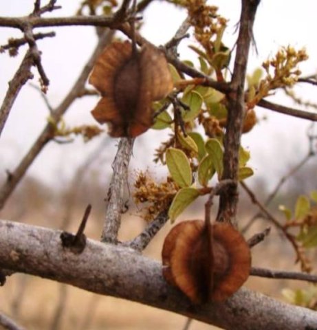 Combretum hereroense old fruits and new growth