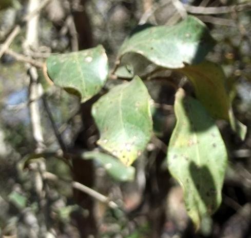 Combretum hereroense leaves nearing the end 