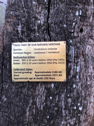 Combretum imberbe fascinating numbers