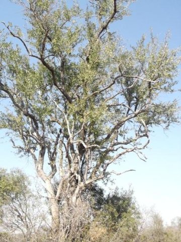 Combretum imberbe after hard times