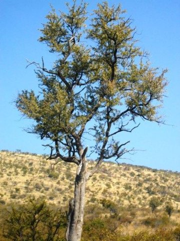 Combretum imberbe