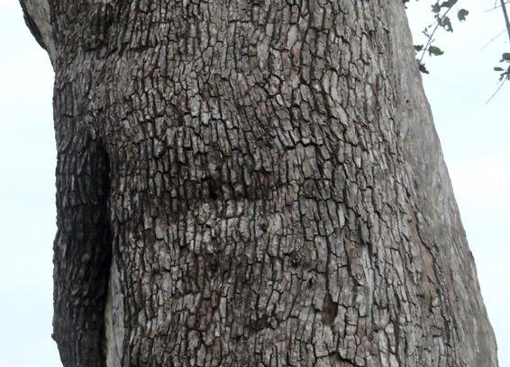 Combretum imberbe bark