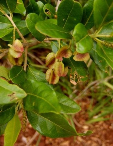 Combretum kraussii fruit