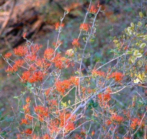 Combretum microphyllum in flower