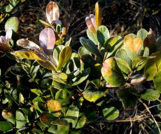 Combretum moggii