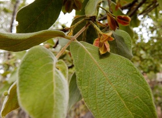 Combretum molle fruit