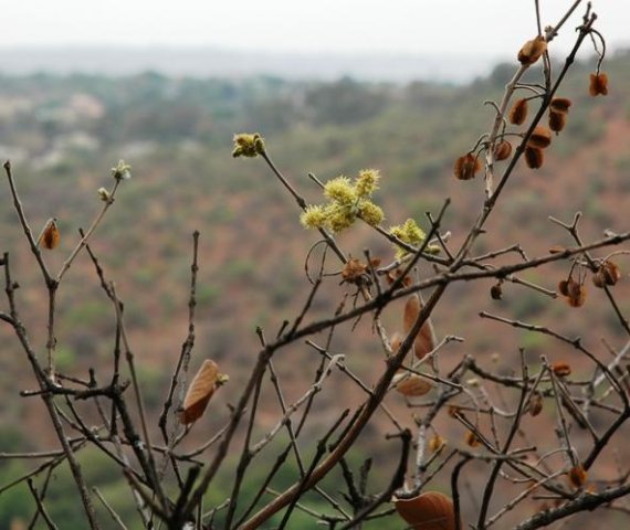 Combretum molle between seasons