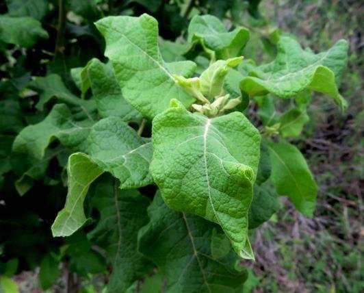 Combretum mossambicense stem-tip