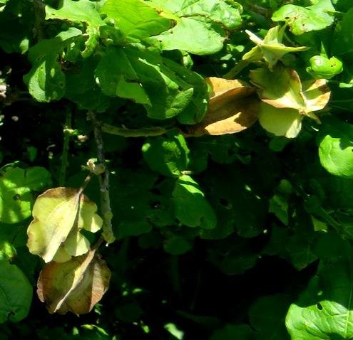 Combretum mossambicense fruit