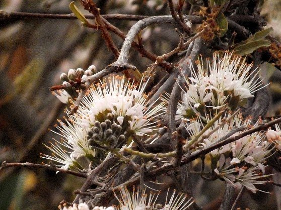 Combretum mossambicense flowering