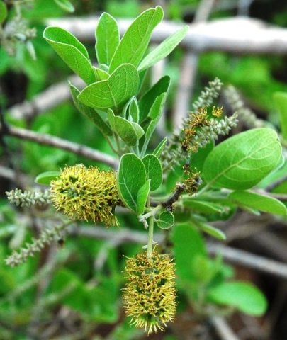 Combretum in flower at Silkaatsnek