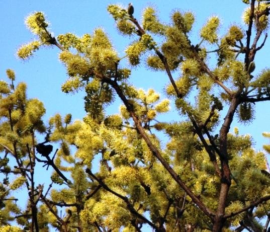 Combretum zeyheri flowers at Silkaatsnek, Gauteng