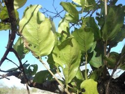 Combretum apiculatum subsp. apiculatum lower leaf surfaces