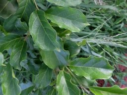 Combretum apiculatum subsp. apiculatum leaves