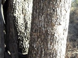 Combretum apiculatum subsp. apiculatum trunk