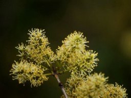 Combretum apiculatum subsp. apiculatum flowers