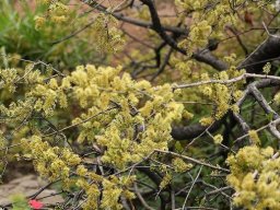 Combretum apiculatum subsp. apiculatum in bloom