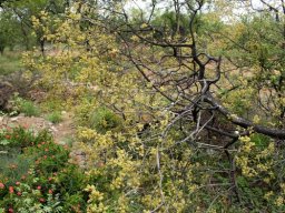 Combretum