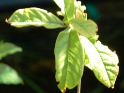 Combretum bracteosum leaves