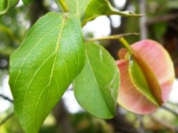 Combretum collinum in the Kruger National Park in January