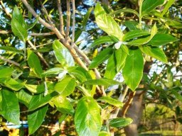 Combretum erythrophyllum leaves