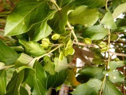 Combretum erythrophyllum fruit