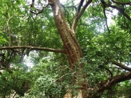 Combretum erythrophyllum by the Magalies River 