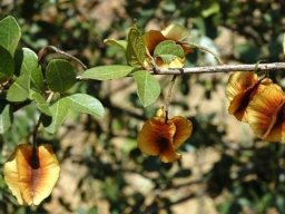 Combretum hereroense fruits at the De Hoop Dam