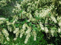 Combretum hereroense flowers