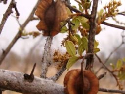 Combretum hereroense old fruits and new growth