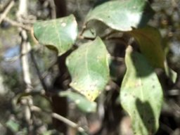 Combretum hereroense leaves nearing the end 