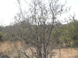Combretum hereroense in winter garb