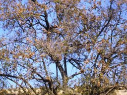 Combretum hereroense