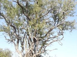 Combretum imberbe after hard times