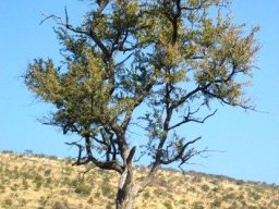 Combretum imberbe