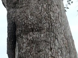 Combretum imberbe bark