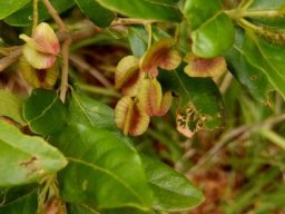 Combretum kraussii fruit