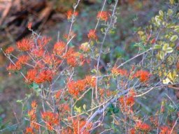 Combretum microphyllum in flower
