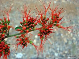 Combretum microphyllum, the vlamklimop