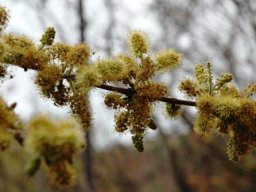 Combretum molle flowers