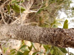 Combretum molle stem