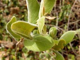 Combretum molle young leaves