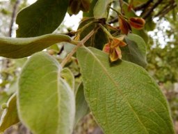 Combretum molle fruit