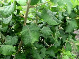 Combretum mossambicense leaves