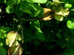Combretum mossambicense fruit