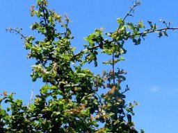 Combretum mossambicense