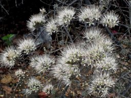 Combretum mossambicense on a festive day