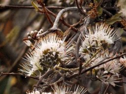 Combretum mossambicense flowering