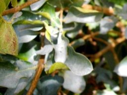 Combretum vendae
