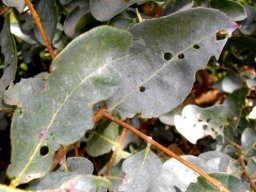 Combretum vendae leaves